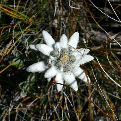Edelweiss on a hike in Val-d'Isere