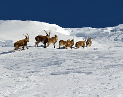 The beautiful surprises of snowshoeing hike with the meeting of a horde of ibexes.